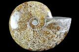 Polished, Agatized Ammonite (Cleoniceras) - Madagascar #88358-1